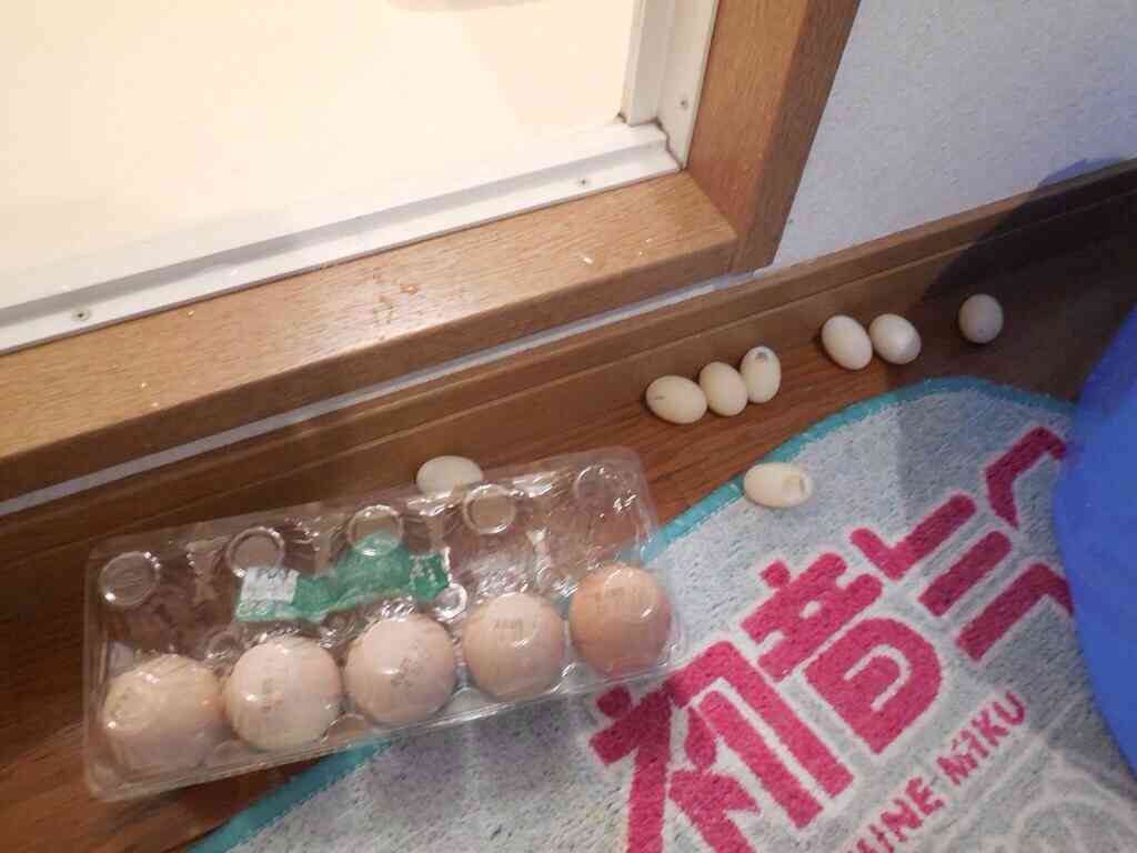 なぜそんなところで…ペットの亀が風呂場で産卵！