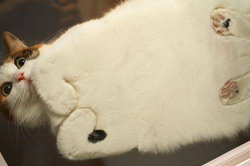 猛暑過ぎて猫が階段に列を成す…！