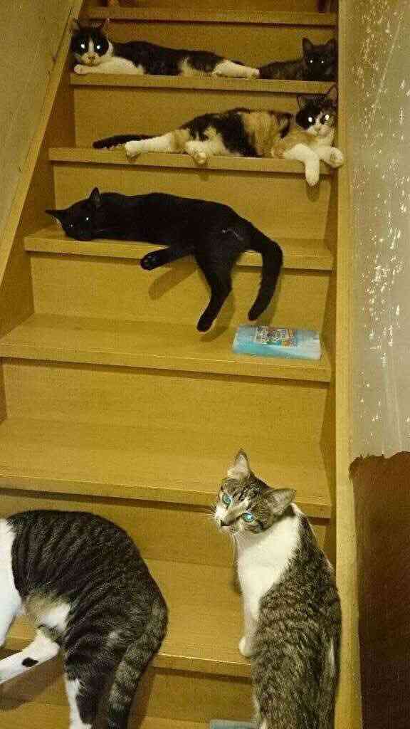 猛暑過ぎて猫が階段に列を成す…！