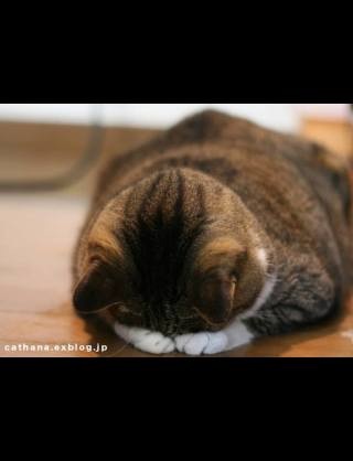 猛暑過ぎて猫が階段に列を成す…！