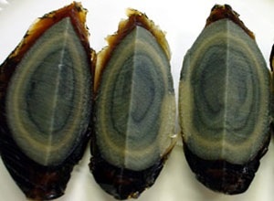 人生で一番不味かったもの