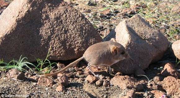 しゅんと長い鼻とぽってりな胴体。ハネジネズミの新種が発見される