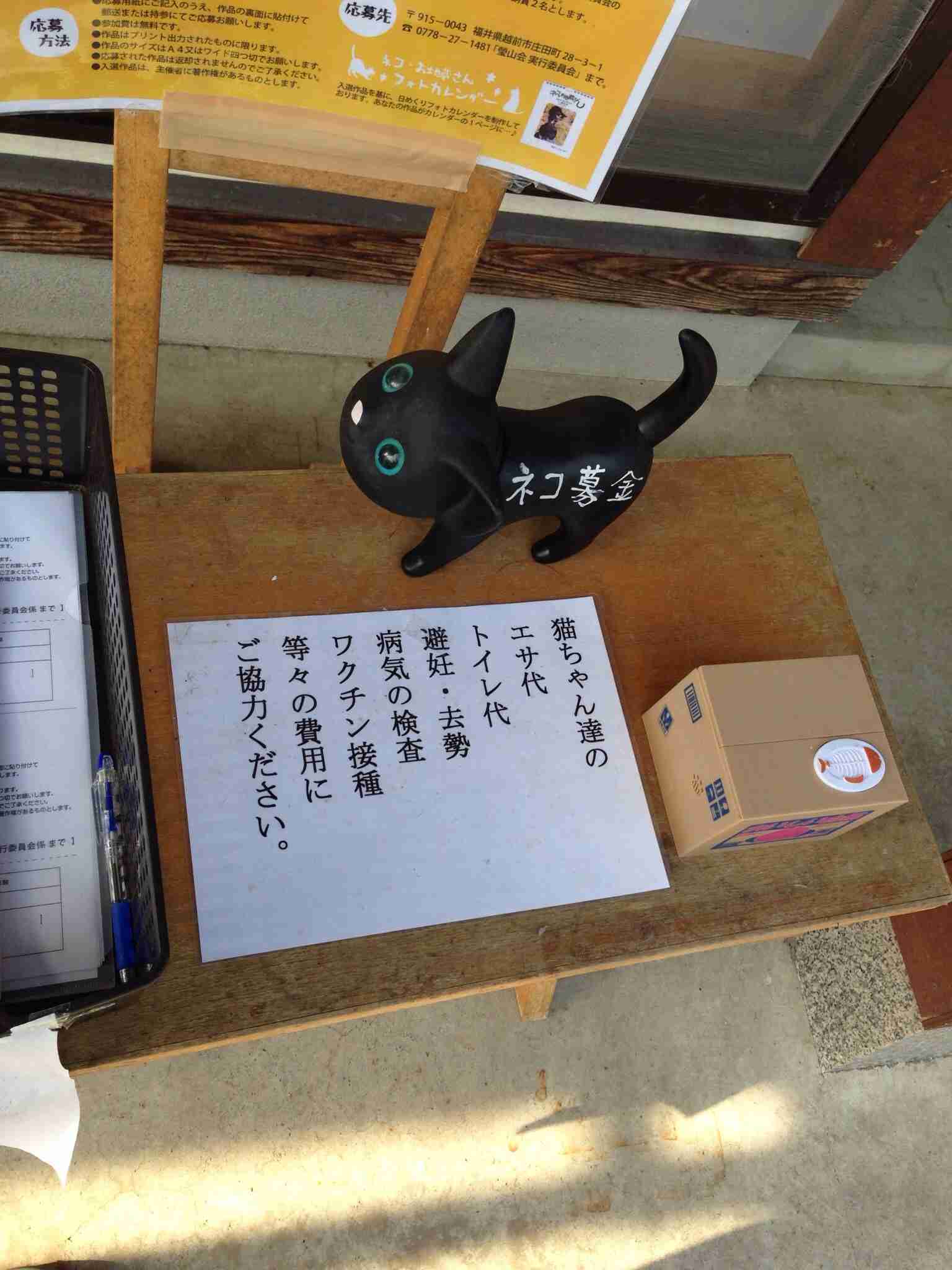 「猫寺」御誕生寺に愛好家集う、境内に52匹