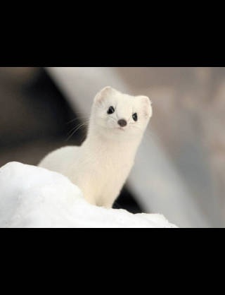 自身がプロデュースしたウエディングドレス姿の佐々木希、可愛すぎてドレスが霞んでる件