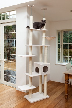 猫は、家の中で飼うのがいいですか。外で飼うほうがいいのでしょうか。