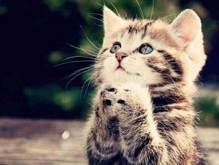 猫は、家の中で飼うのがいいですか。外で飼うほうがいいのでしょうか。
