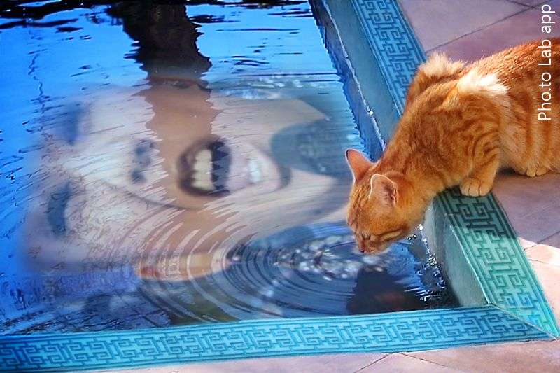 お気に入り画像を貼るトピ