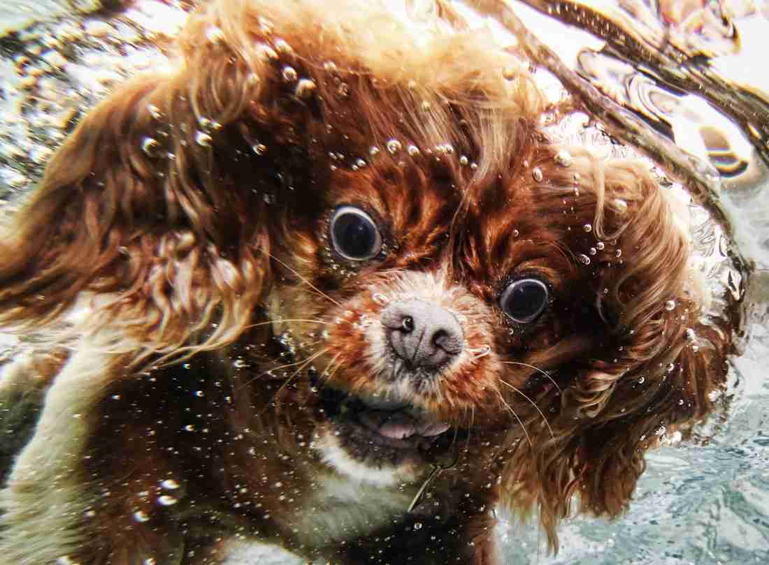 お気に入り画像を貼るトピ