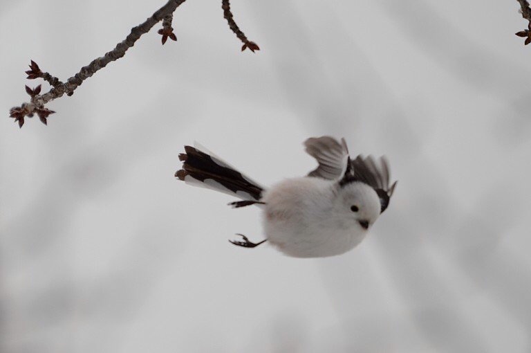 お気に入り画像を貼るトピ