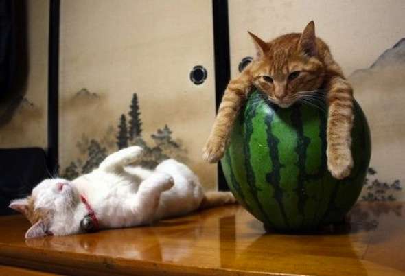 お気に入り画像を貼るトピ
