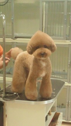 お気に入り画像を貼るトピ