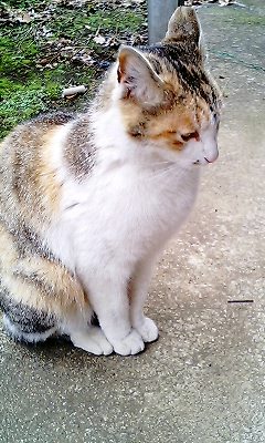 お気に入り画像を貼るトピ
