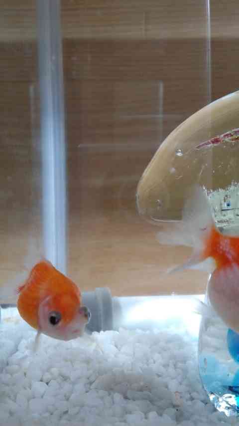 お気に入り画像を貼るトピ