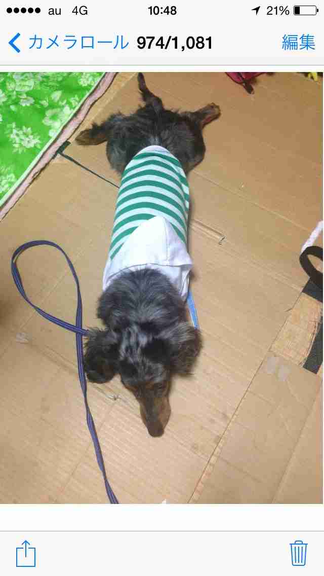 ペットの可愛い行動教えて？