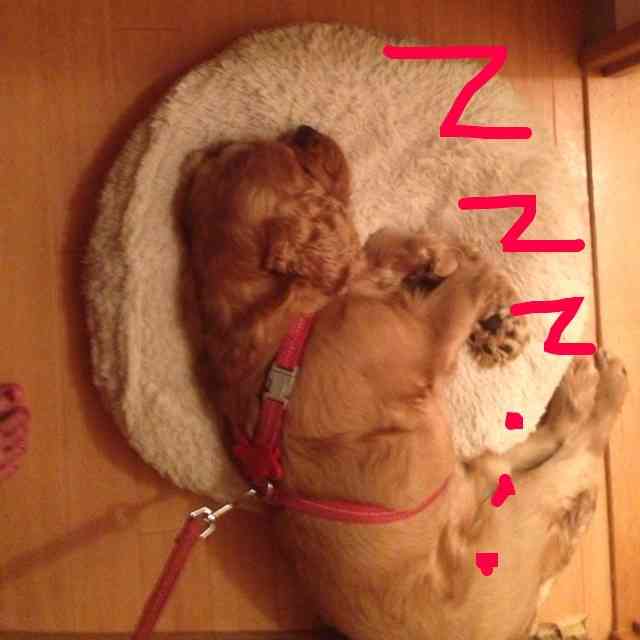 ペットの可愛い行動教えて？