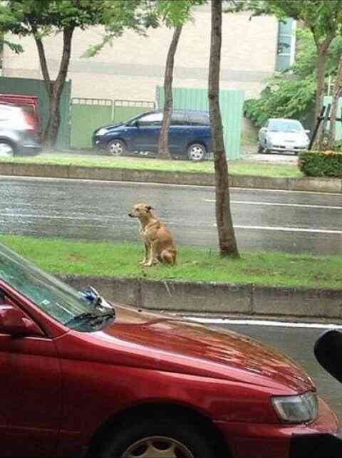 道端に捨てられた犬、2年間雨の日も風の日も主人の迎えを待ち続ける