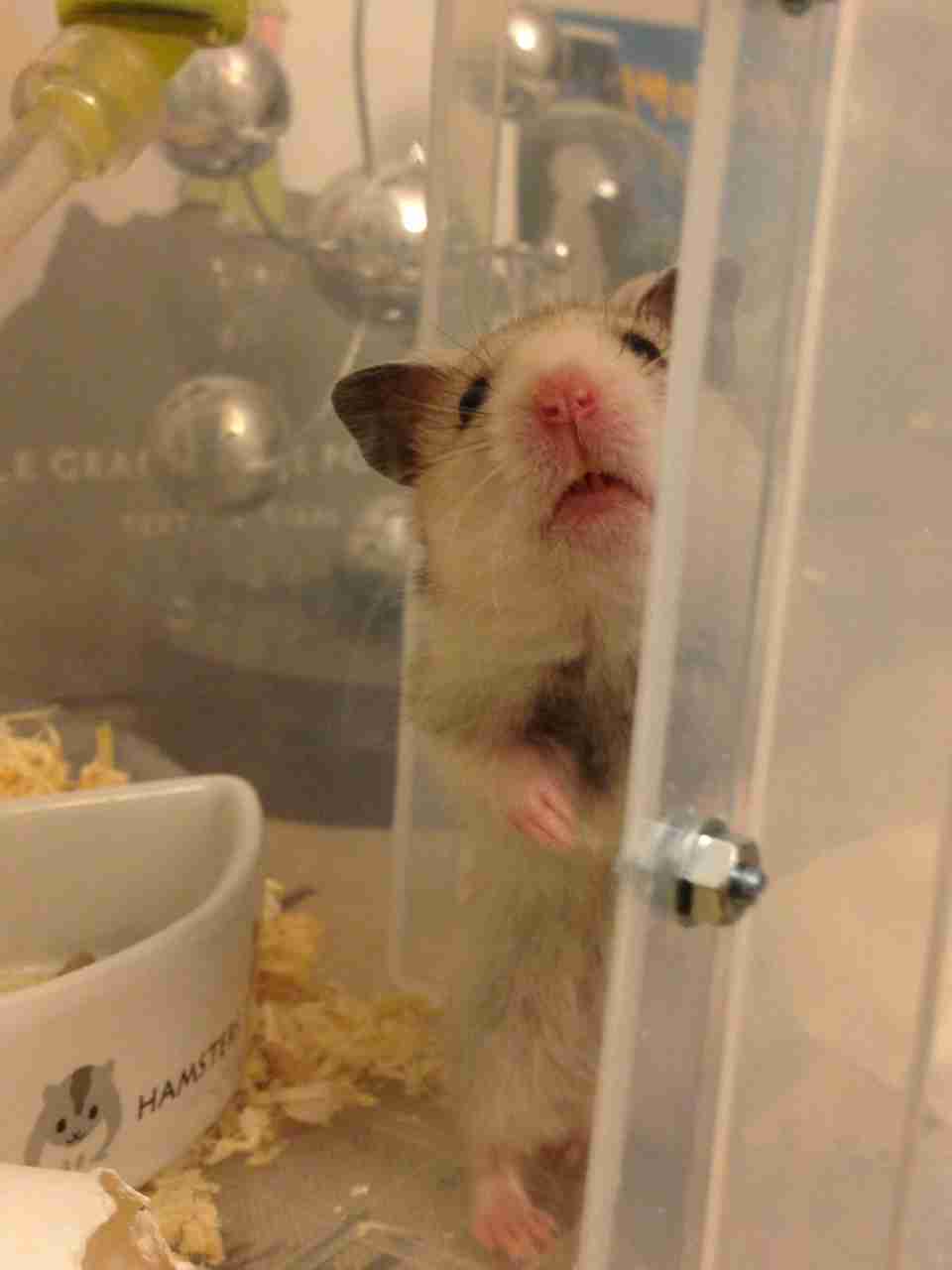 動物になりきって話すトピ