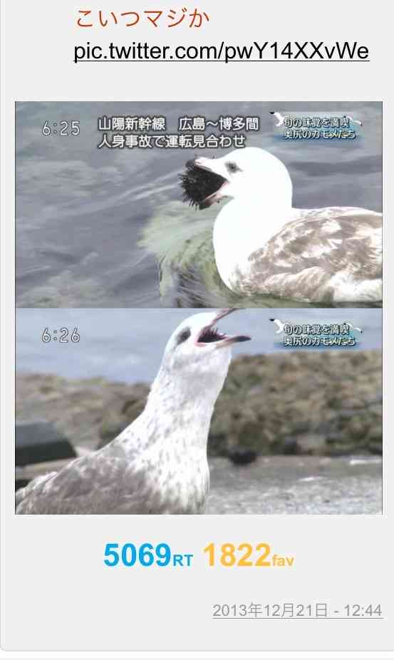 【閲覧注意】魚は食べ飽きた？ カモメがウサギを丸飲み