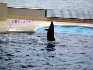 【実況】世界の怖い夜！真夏に震える恐怖の絶叫SP