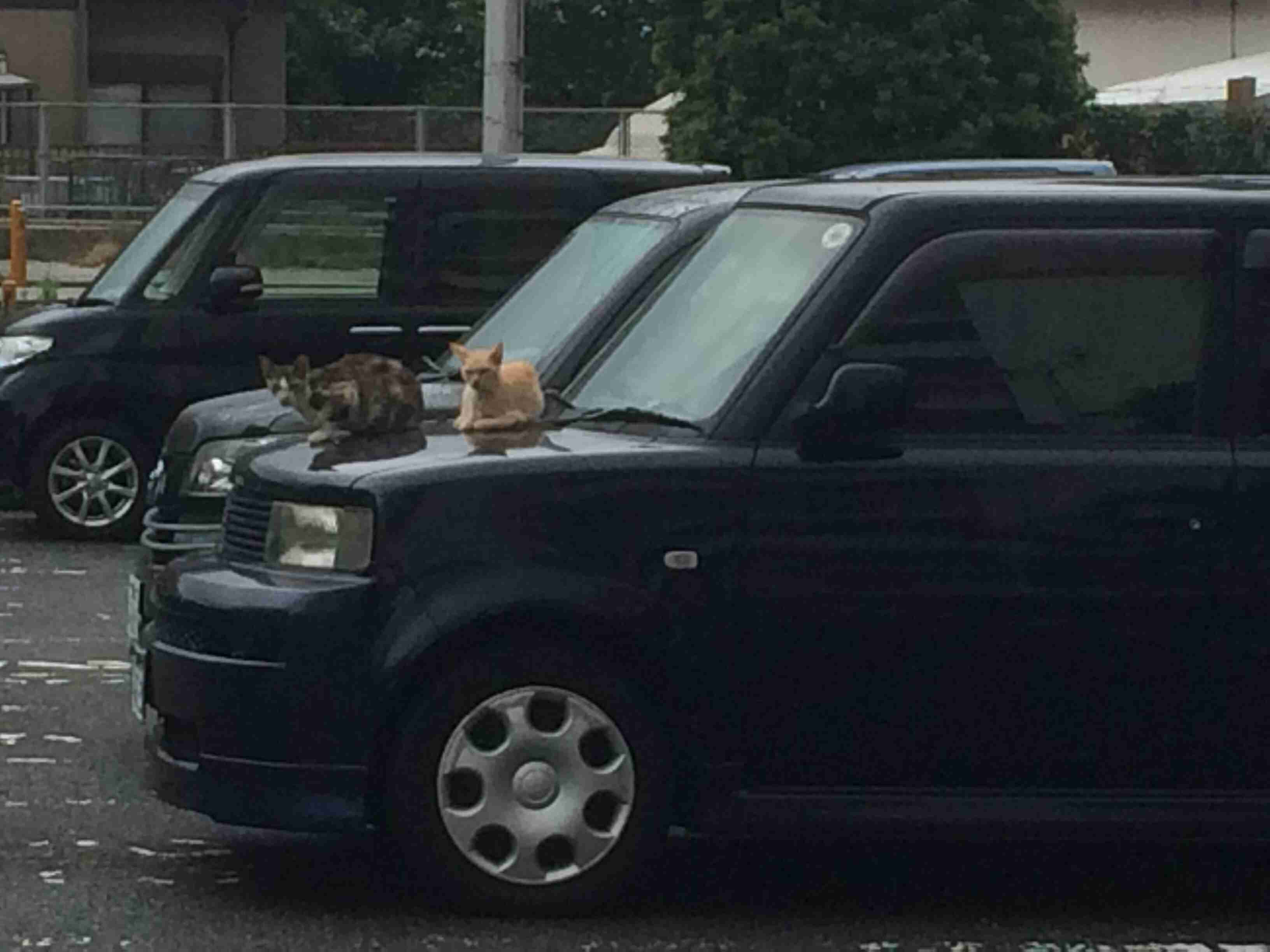 ガルちゃんで画像(サイト)を貼り付ける方法＆練習Part3