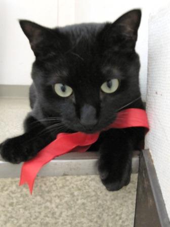 写真うつりが悪いから?イギリスで捨てられる黒猫たちが急増