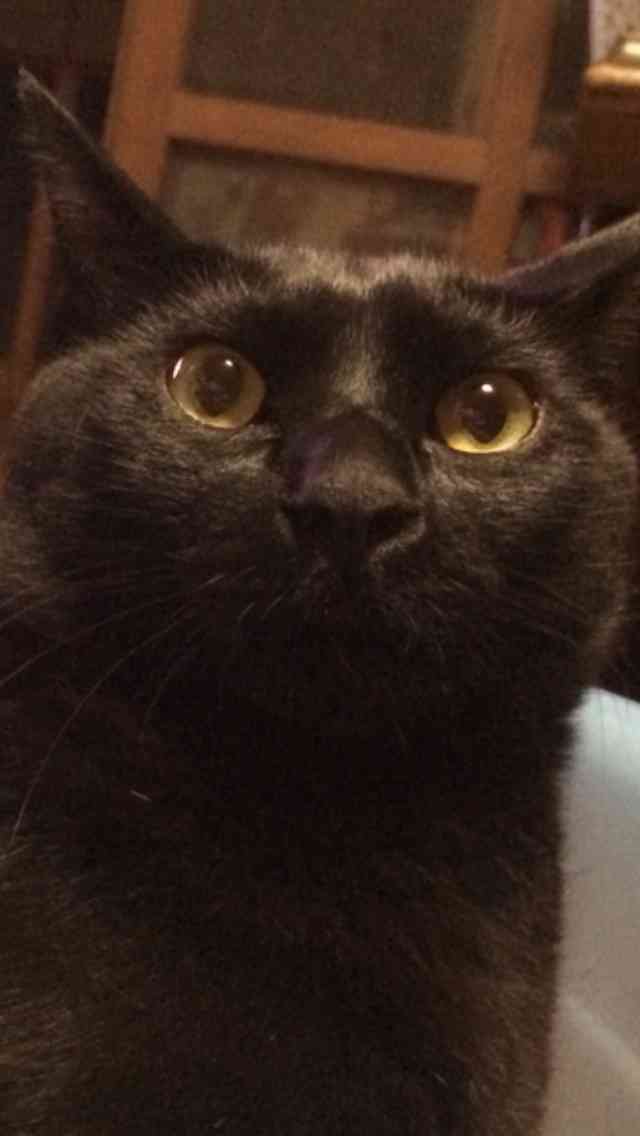 写真うつりが悪いから?イギリスで捨てられる黒猫たちが急増