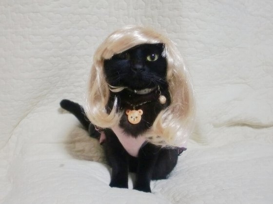 写真うつりが悪いから?イギリスで捨てられる黒猫たちが急増