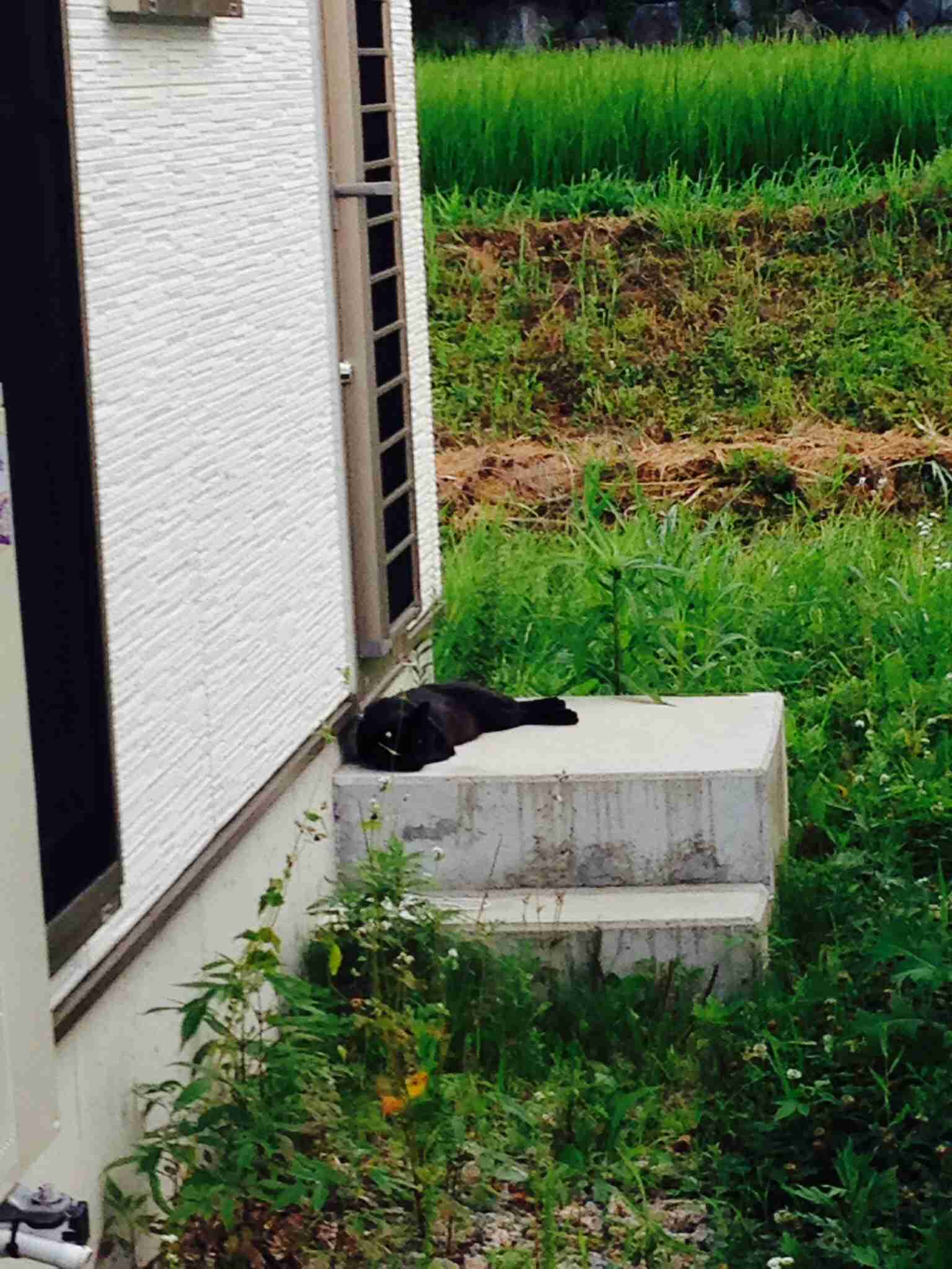 写真うつりが悪いから?イギリスで捨てられる黒猫たちが急増