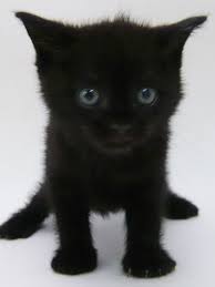 写真うつりが悪いから?イギリスで捨てられる黒猫たちが急増