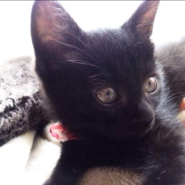 写真うつりが悪いから?イギリスで捨てられる黒猫たちが急増