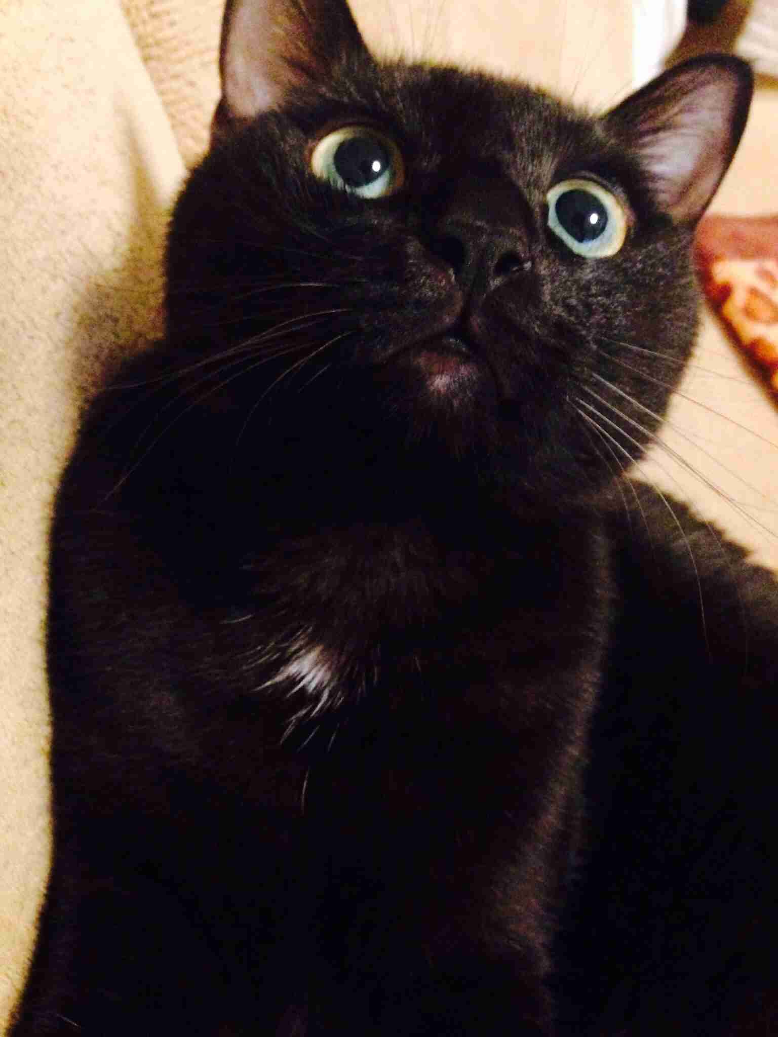 写真うつりが悪いから?イギリスで捨てられる黒猫たちが急増