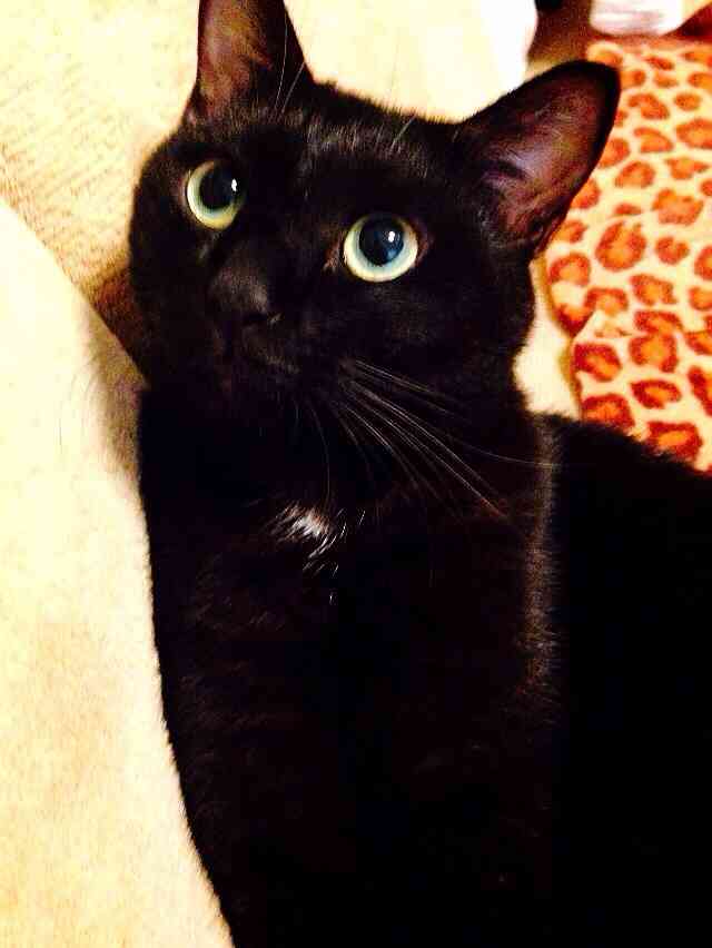 写真うつりが悪いから?イギリスで捨てられる黒猫たちが急増