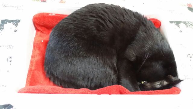 写真うつりが悪いから?イギリスで捨てられる黒猫たちが急増