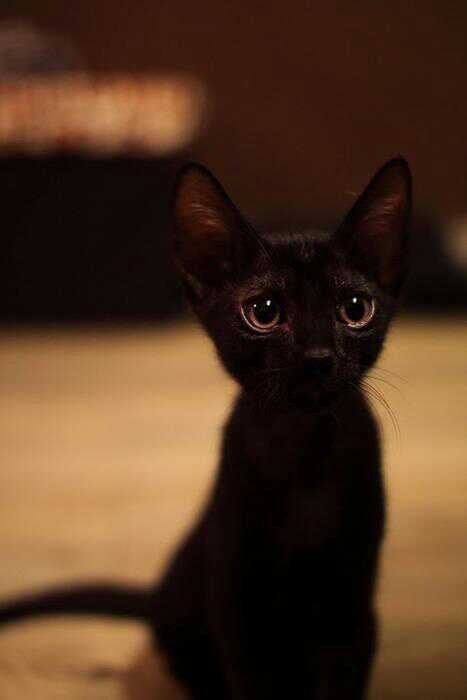 写真うつりが悪いから?イギリスで捨てられる黒猫たちが急増