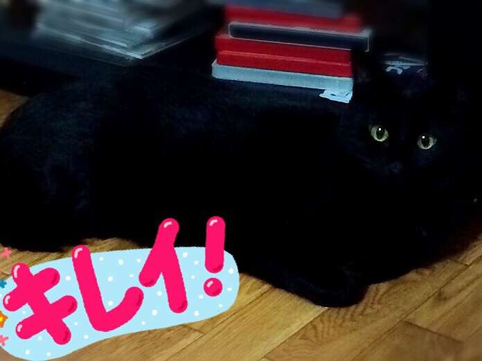写真うつりが悪いから?イギリスで捨てられる黒猫たちが急増