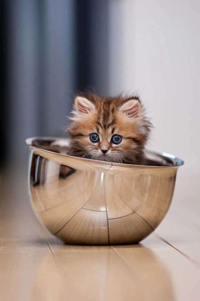 夏のガルちゃん夕涼み会( ´ ▽ ` )