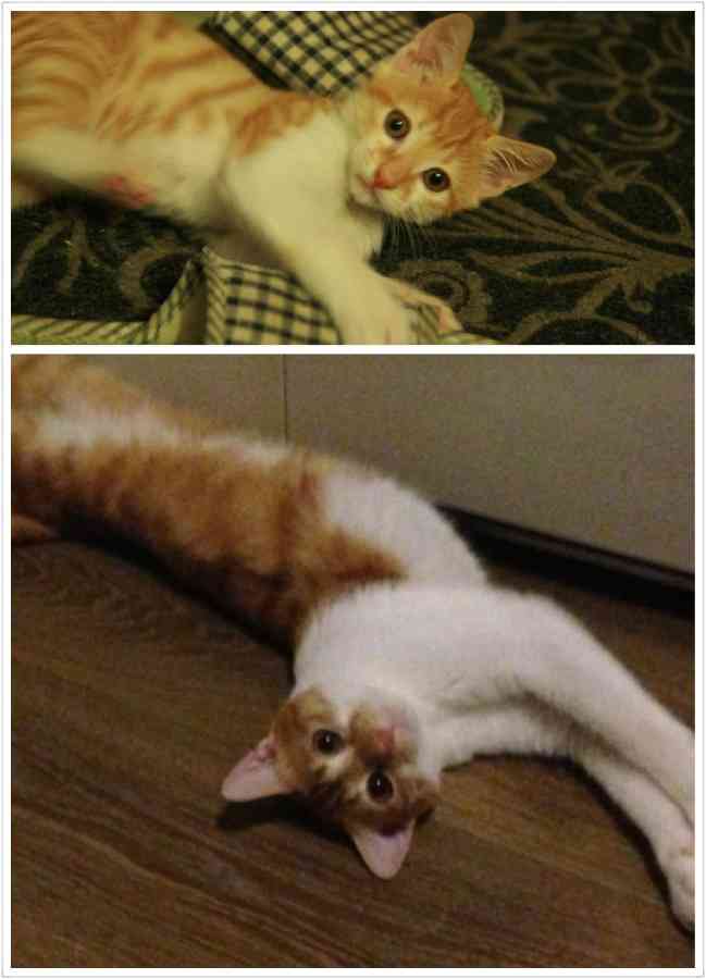 【画像】猫の成長　昔は可愛かったのになあ