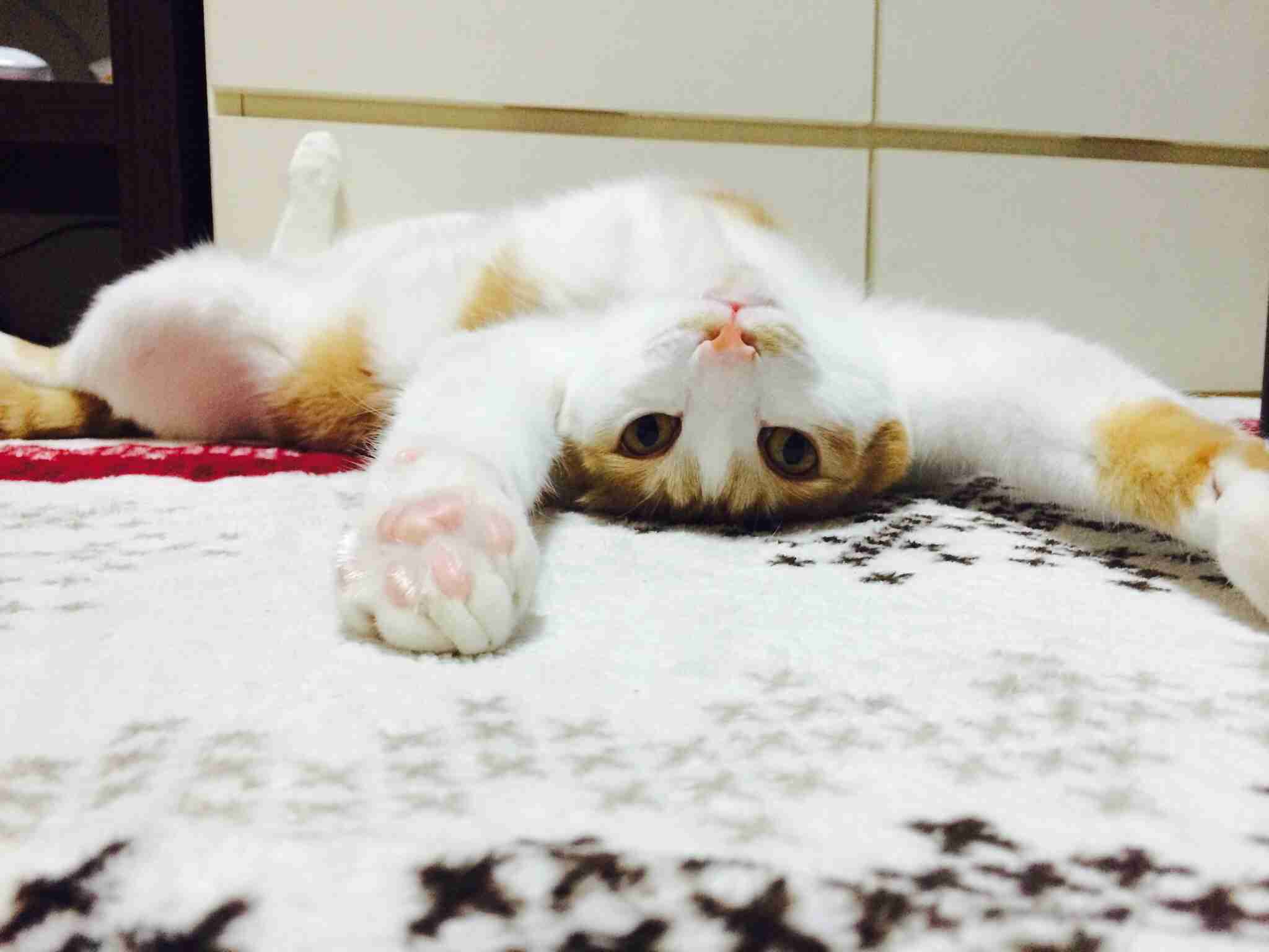 【画像】猫の成長　昔は可愛かったのになあ