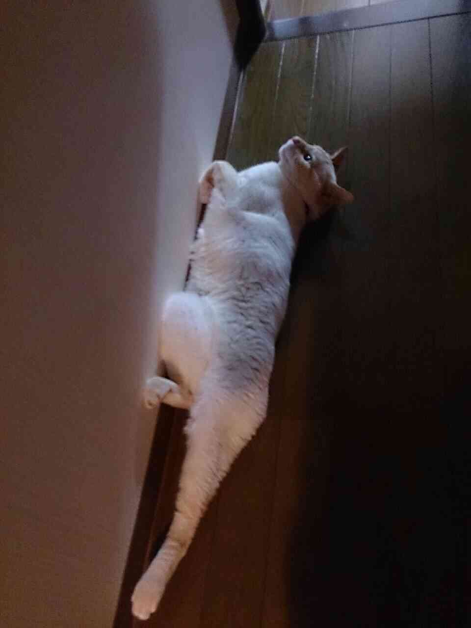 【画像】猫の成長　昔は可愛かったのになあ