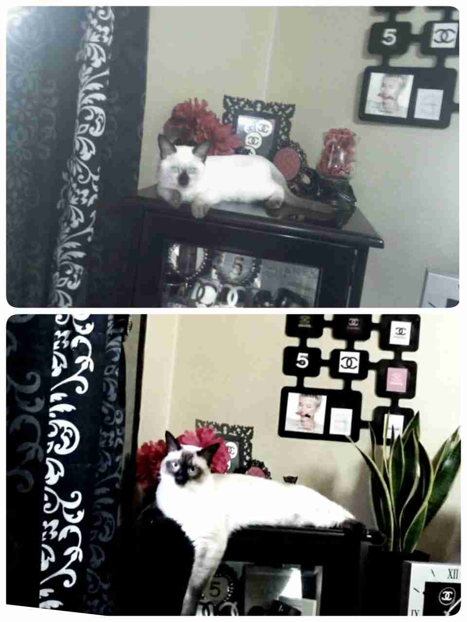 【画像】猫の成長　昔は可愛かったのになあ