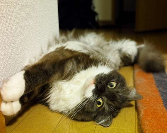 【画像】猫の成長　昔は可愛かったのになあ