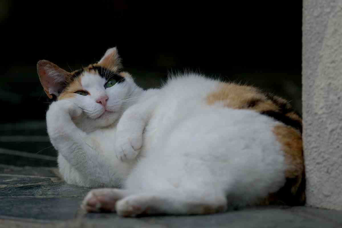 【画像】猫の成長　昔は可愛かったのになあ