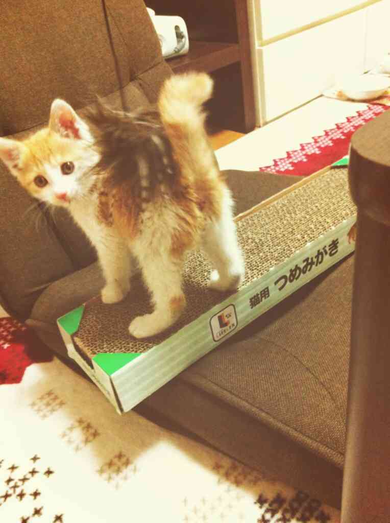 【画像】猫の成長　昔は可愛かったのになあ