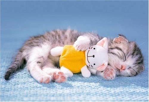 【画像】猫の成長　昔は可愛かったのになあ