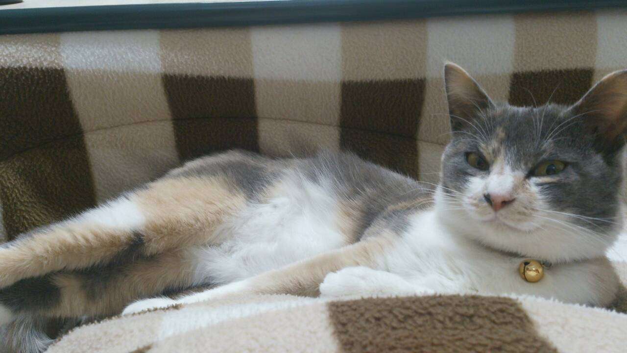 【画像】猫の成長　昔は可愛かったのになあ