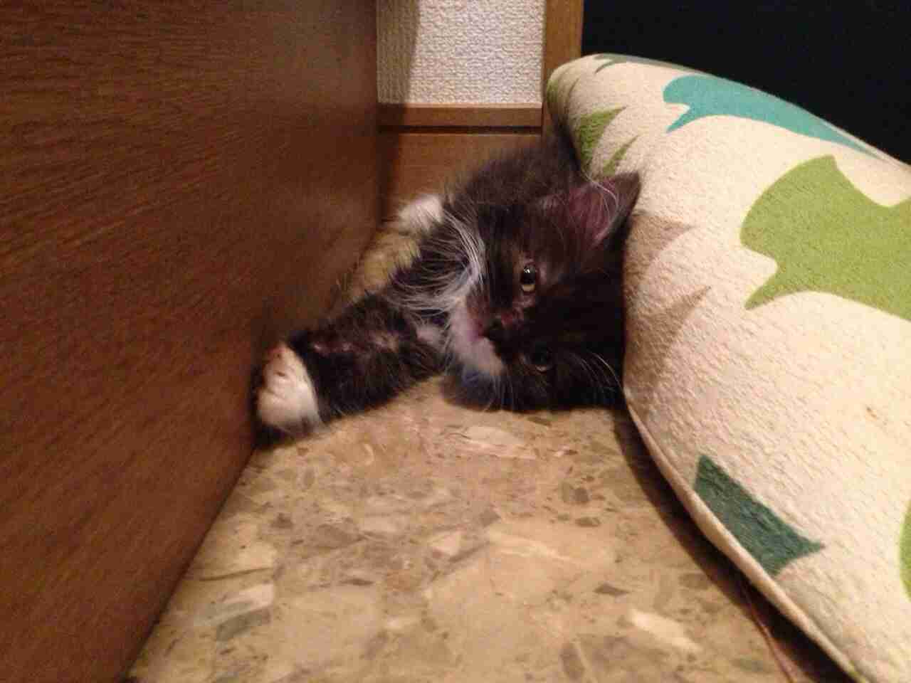 【画像】猫の成長　昔は可愛かったのになあ