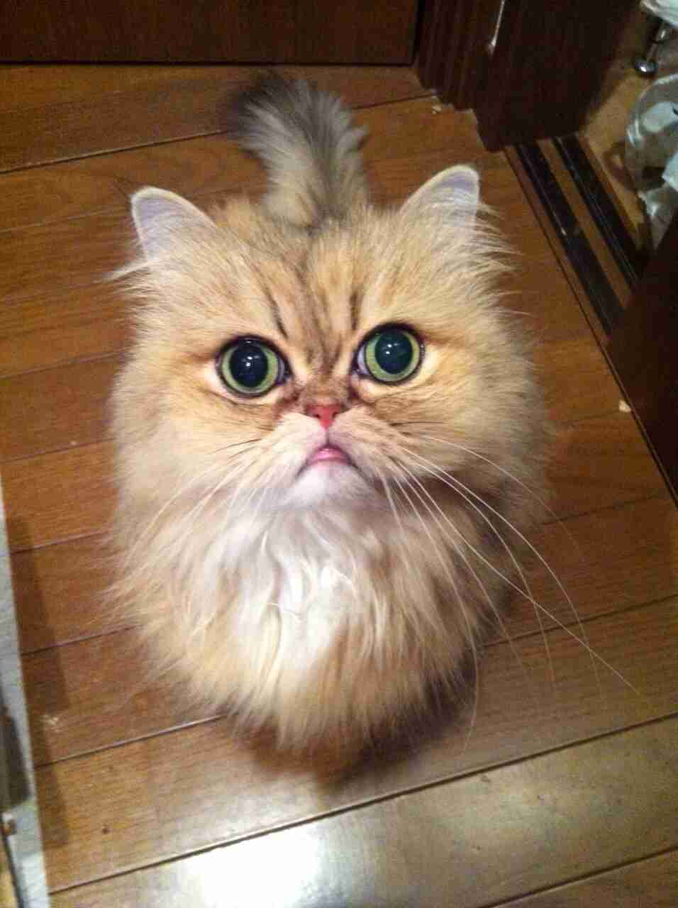 【画像】猫の成長　昔は可愛かったのになあ