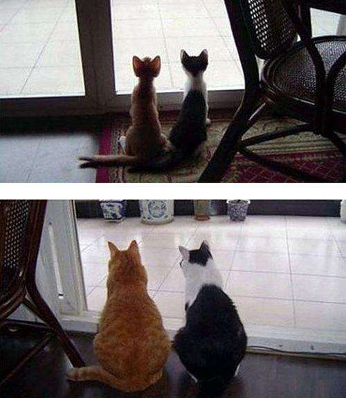 【画像】猫の成長　昔は可愛かったのになあ