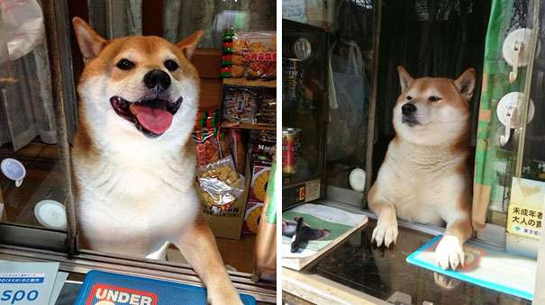 【画像】東京のたばこ屋で店番をする柴犬が可愛すぎると海外で話題に