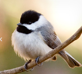自分を動物に例えると?